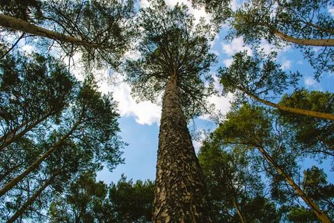 Bottom view of a tall pine tree and its trunk with spreading branches Foto stock