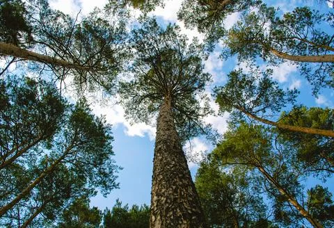 Bottom view of a tall pine tree and its trunk with spreading branches Stock Photos