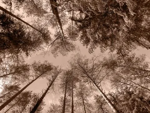 Bottom view of a tall pine tree in a beautiful forest landscape. Lush greener Stock Photos