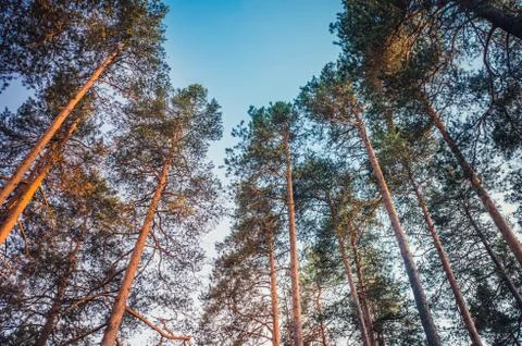 Bottom view of tall pine trees at sunset Stock Photos