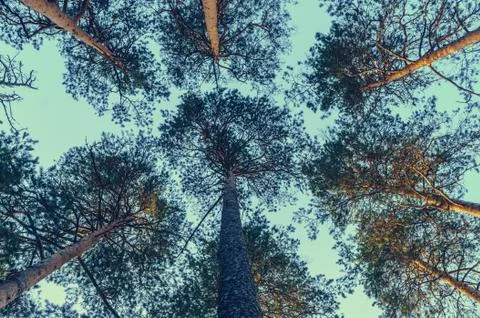 Bottom view of tall pine trees at sunset Stock Photos