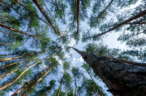 Bottom view of tall pine trees in the forest against the sky and clouds Stock Photos