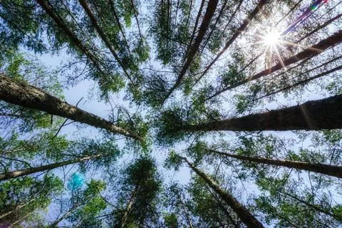 Bottom view of tall pine trees in the forest against the sky and clouds Stock Photos