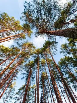 Bottom view of tall pine trees in a coniferous forest against background of b Stock Photos