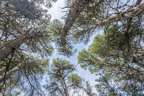 Bottom view of tall pine trees in the forest. Blue sky in the background. Stock Photos