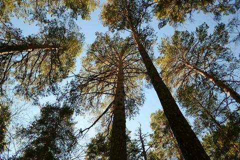 Bottom view of tall pine trees illuminated by the sun Stock Photos