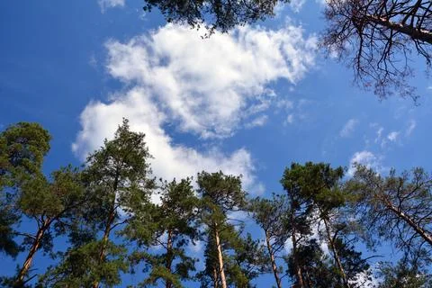 Bottom view of tall pine trees against a bright blue sky with white clouds Stock Photos