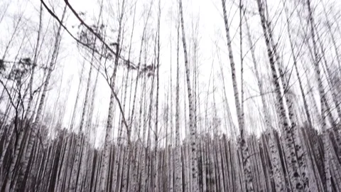 Bottom view of tall russian trees. Footage. Winter panorama of depressive grey 動画素材 133811818