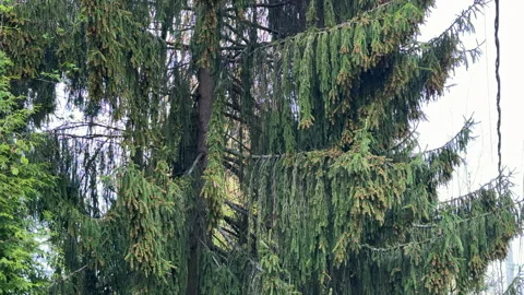 A bottom-up view of a tall spruce tree with long, spreading branches in early sp Stock Footage 308319561