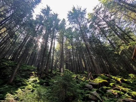 Bottom View of Tall Spruce Trees in Dense Carpathian Forest Sunlight Ukraine Stock Photos