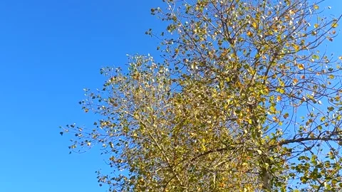 Bottom view of a tall tree with yellow leaves against a blue sky. 스톡 동영상 255805702