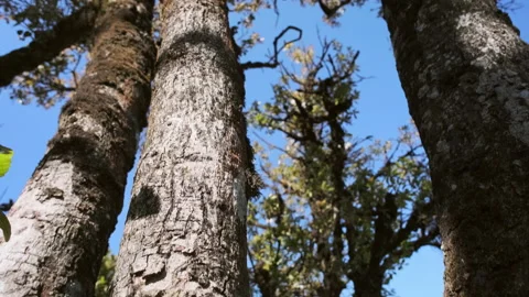 Bottom view of tall trees against the blue sky background.  Stock Footage 170587772