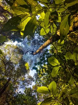 Bottom up view of tall trees on a forest Stock Photos