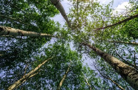 Bottom view of tall trees in the forest against the sky and clouds Stock Photos