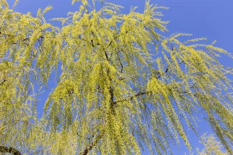 Bottom view of a tall willow. Fotos Stock