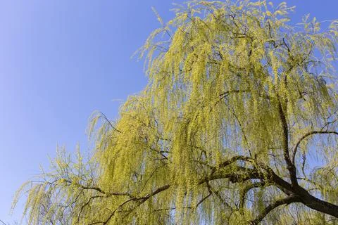 Bottom view of a tall willow. Stock Photos