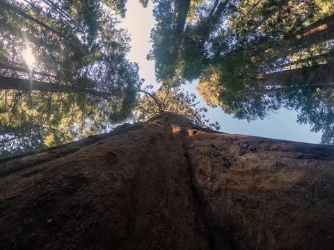 Bottom view of a tallest sequoia trees against blue sky and sun in national.. Stock Photos