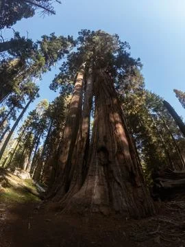 Bottom view of a tallest sequoia trees against blue sky and sun in national.. Stock Photos