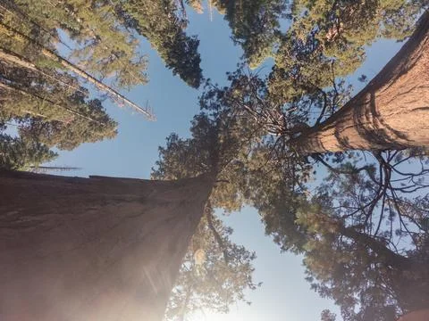 Bottom view of a tallest sequoia trees against blue sky and sun in national.. Stock Photos