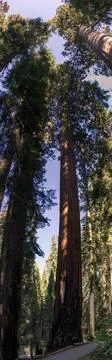 Bottom view of a tallest sequoia trees against blue sky and sun in national.. Stock Photos