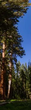 Bottom view of a tallest sequoia trees against blue sky and sun in national.. 스톡 사진