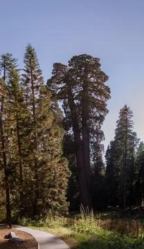 Bottom view of a tallest sequoia trees against blue sky and sun in national.. Stock Photos