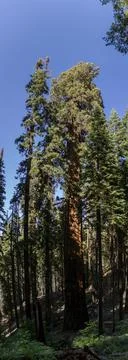 Bottom view of a tallest sequoia trees against blue sky and sun in national.. Stock Photos