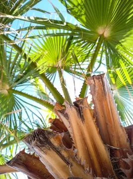 Bottom view texture of trunk of palm tree on background of palm leaves. Foto stock