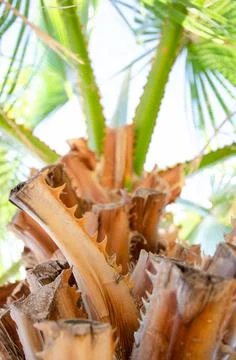 Bottom view texture of trunk of palm tree on background of palm leaves. Stock Photos