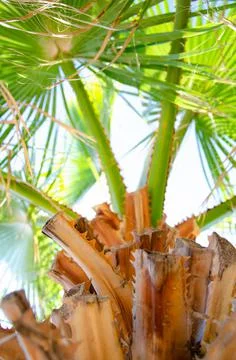 Bottom view texture of trunk of palm tree on background of palm leaves. Stock Photos