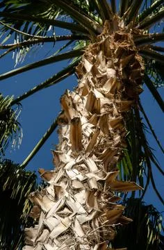 Bottom view texture of trunk of palm tree on background of palm leaves. Stock Photos