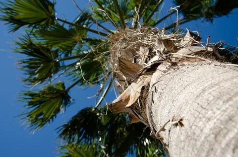 Bottom view texture of trunk of palm tree on background of palm leaves. Stock Photos