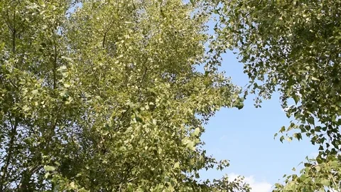 Bottom view through the green foliage Stock Footage 115962282