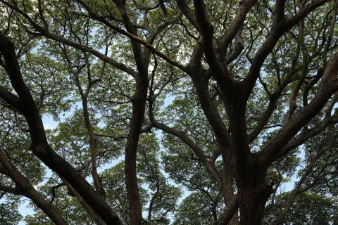 Bottom view of the top of a tree where many branches and leaves Stock Photos