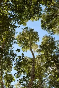 Bottom view of the tops of the birches Stock Photos