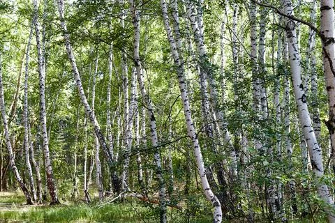 Bottom view of the tops of the birches Stock Photos