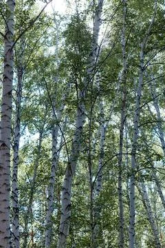 Bottom view of the tops of the birches Stock Photos