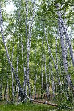 Bottom view of the tops of the birches Stock Photos