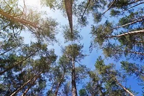 Bottom view of the tops of pine trees Stock Photos