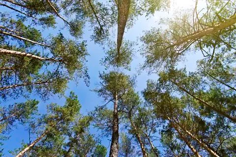 Bottom view of the tops of pine trees Stock Photos