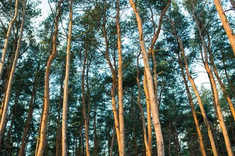 Bottom view of the tops of pine trees in the forest at the dawn of an summer day Stock Photos