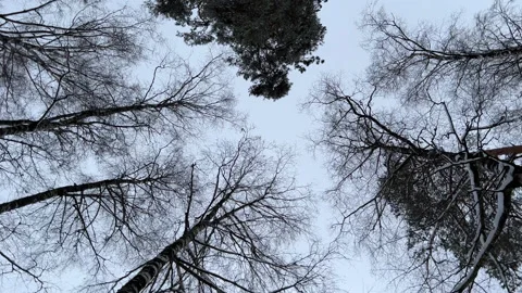 Bottom View of the Tops of Pines in the Snow at Winter Day . Stock Footage 225516481