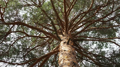 Bottom view to the tops of the pines trees in forest and blue sky with clouds Stock Footage 154313476