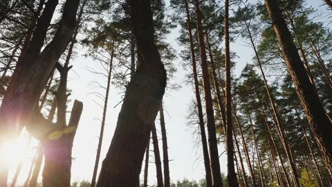 Bottom view to the tops of the pines trees in forest Stock Footage 292131305