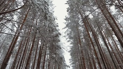 Bottom view on the tops of snowy trees Stock Footage 82775610