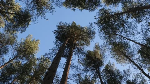 Bottom-up view of the tops of tall pine trees Video stock 171128778