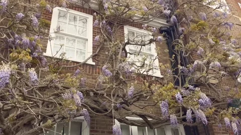 Bottom view of traditional, historical, typical buildings in London. Stock Footage 299715610