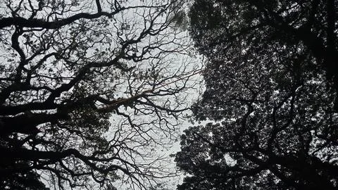 Bottom view of tree against sunset sky background Stock Photos