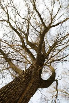 Bottom view of a tree with beautiful branches and texture bark. Stock Photos
