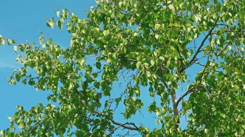 Bottom view of tree branch with green leaves and blue sky above. Summer scenary Stock Footage 168241490